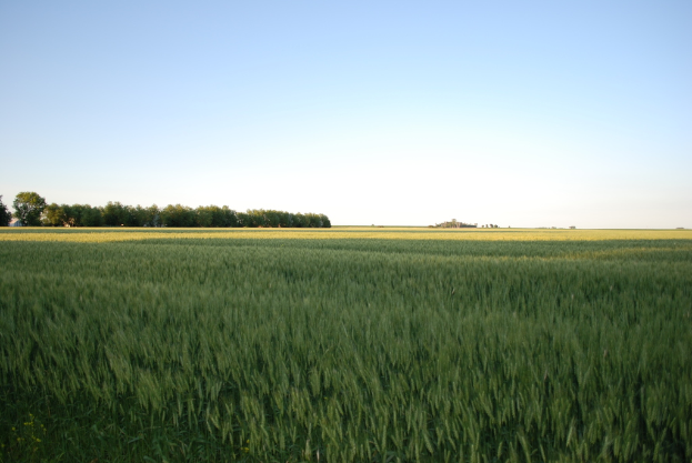 Reisfelder erstrecken sich über die Landschaft mit Bäumen auf der linken Seite und einem Himmel darüber.
