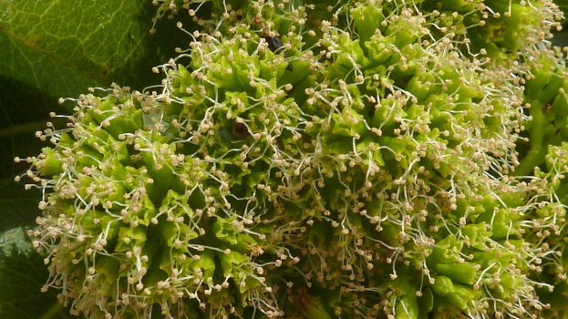 Eine Pflanze mit grünen Blättern und Blüten.