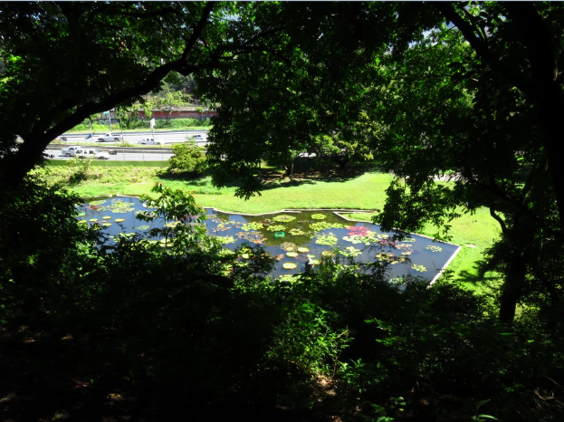 Ein kleiner Teich in einem Park umgeben von grünem Gras und Bäumen, gefüllt mit Seerosen und Blättern, mit Fahrzeugen auf einer Straße im Hintergrund und Text am unteren Rand des Bildes.