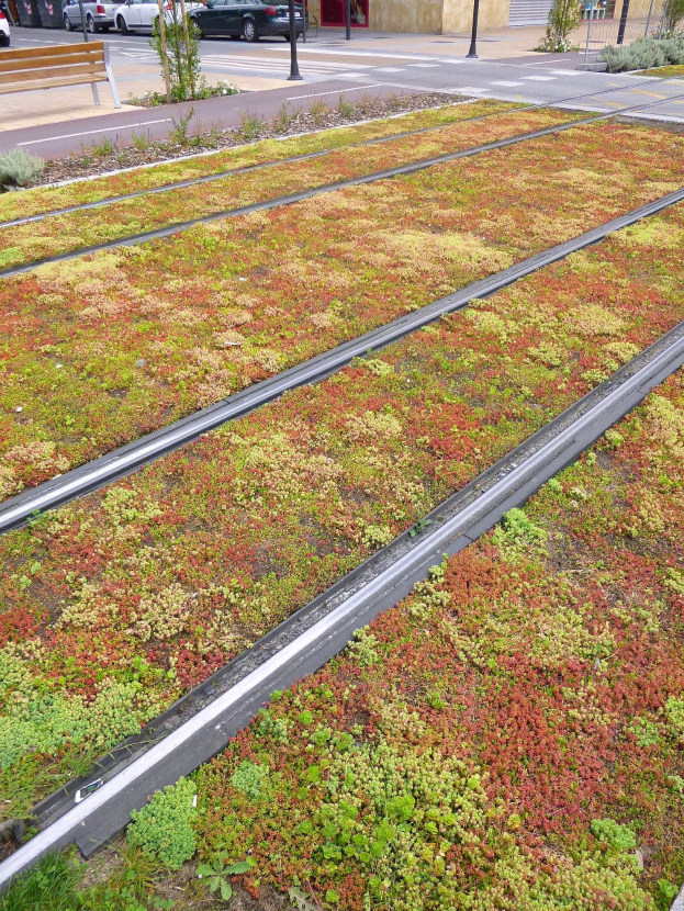 Grünes Dach mit Vegetation an der Seite eines Gebäudes, das auf eine Straße mit Fahrzeugen, eine Bank, Strommasten, Bäume und benachbarte Gebäude schaut.