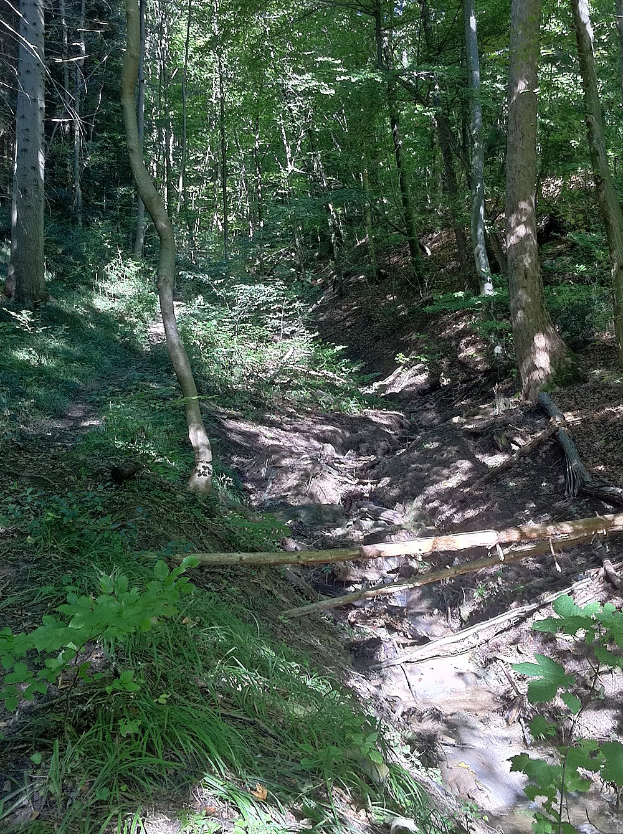 Ein gewundener Pfad durch einen schattigen, bewaldeten Bereich mit hohen Bäumen und farbenfrohen Pflanzen, mit Text unten.