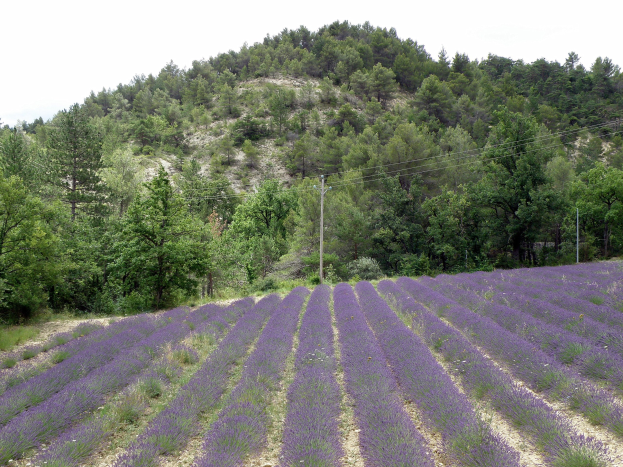 Ein leuchtend violetter Lavendelfeld in der Provence, Frankreich, mit voll erblühten lila Blumen, grünen Bäumen und Pfählen mit Drähten unter einem blauen Himmel.