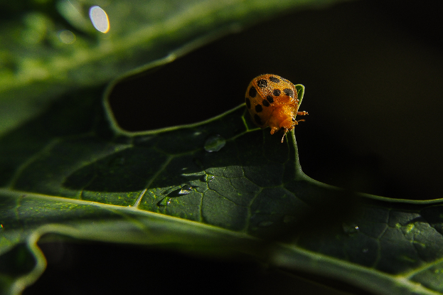 Ein Käfer sitzt auf einem Blatt.