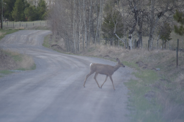 Ein Reh, das eine Schotterstraße in einem bewaldeten Gebiet mit Gras, Pfählen und Bäumen überquert.