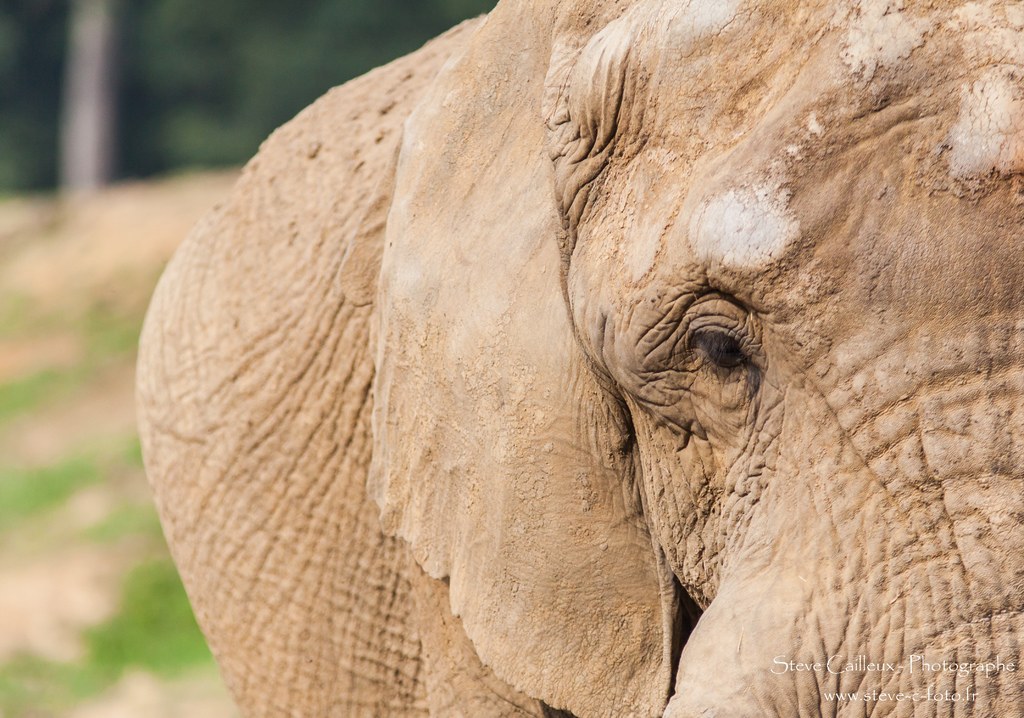 Wuppertal Zoo: Gestorbenes Elefantenbullen Tsavo litt an Tetanus-Infektion
