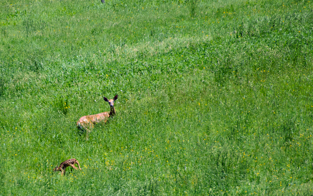 Eine Vielfalt an Tieren und Grünpflanzen in einer natürlichen Umgebung.