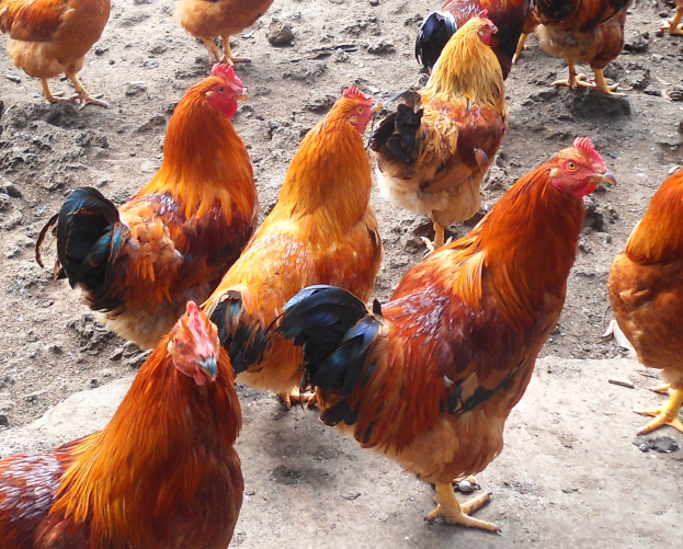 Eine Gruppe leuchtend roter Rhode Island-Hennen auf einem Erdreichfeld.