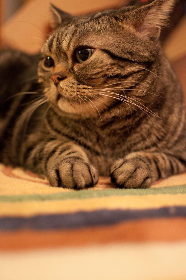 Eine Katze ist auf dem Bild vorhanden.