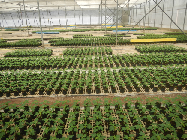 Ein großes Gewächshaus mit Reihen von grünen Pflanzen und einem Schuppen oben.