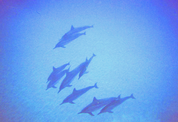 Eine Gruppe von Delfinen schwimmt im Wasser.