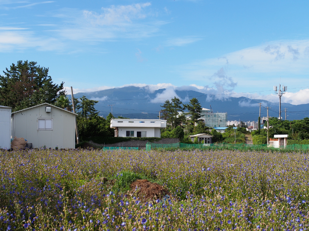Eine Stadtansicht mit zahlreichen Gebäuden, Bäumen, einem Berg im Hintergrund, einem klaren Himmel, einem elektrischen Pfahl mit Drähten und Grünfläche im Vordergrund.