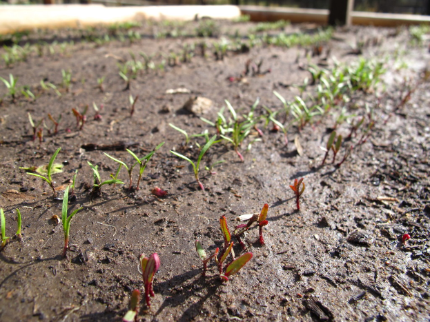 Erde mit kleinen grünen Pflanzen, die daraus hervorsprossen.