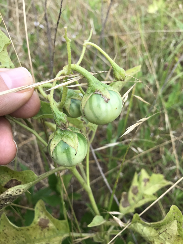 Eine Person, die einen Bund grüner Tomaten mit Mehltau auf einer Pflanze h├Ąlt, mit der Hand auf der linken Seite des Bildes, vor einem Hintergrund aus Pflanzen und Gras.