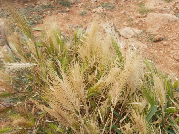 Nahaufnahme eines Feldes mit reifem, goldgelbem Roggengras und verstreuten Pflanzen und Steinen.
