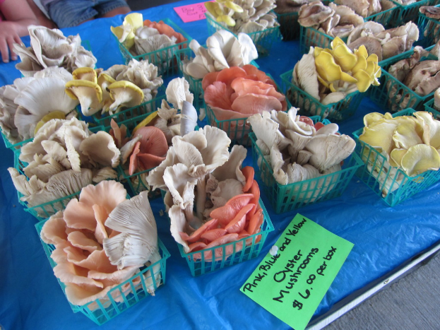 Pilze in Schalen auf einem Tisch mit einem Preisschild, zwei Personen sind im oberen linken Eck zu sehen.