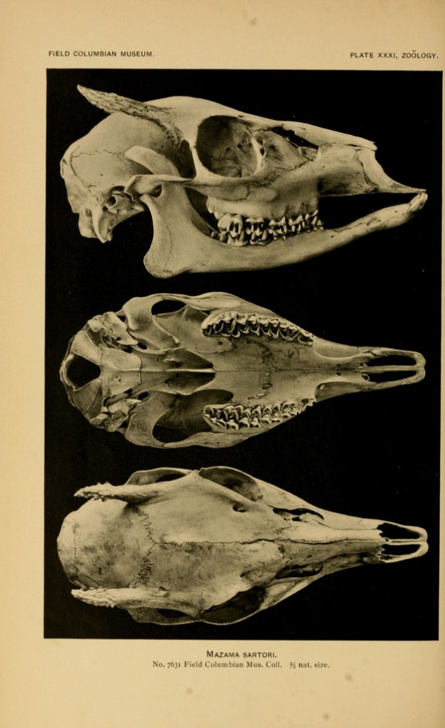 Eine Buchseite mit drei Totenkopf-Illustrationen und begleitendem Text.