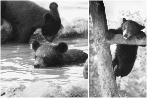 Ein Collage-Bild mit einem amerikanischen Schwarzbär im Wasser und an einem Ast hängend, mit sichtbaren Felsen, Wasser und Bäumen im Hintergrund.