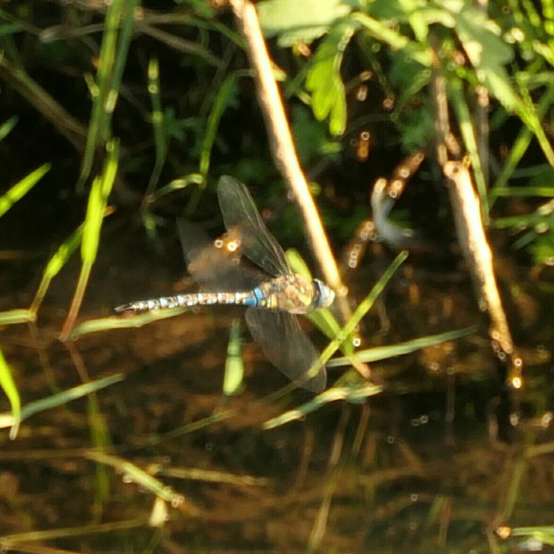 Ein Drachenflieger in der Luft über einem Gewässer mit grünen Pflanzen im Hintergrund.