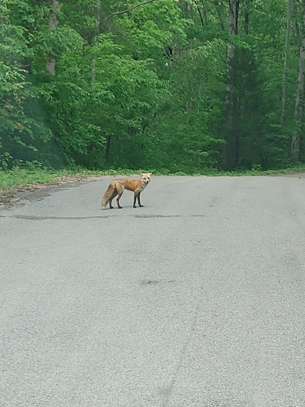 Ein Fuchs spaziert in der Mitte einer Straße umgeben von Bäumen.