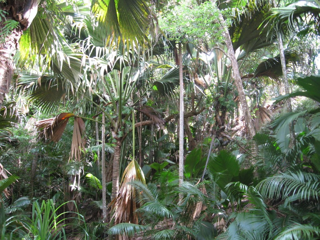 Dichte Vegetation einschließlich Bäumen und Sträuchern, die eine Landfläche bedecken.