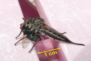 Nahaufnahme einer Raubfliege auf einer rosafarbenen Oberfläche mit Pfeilmarkierung und Text unten.