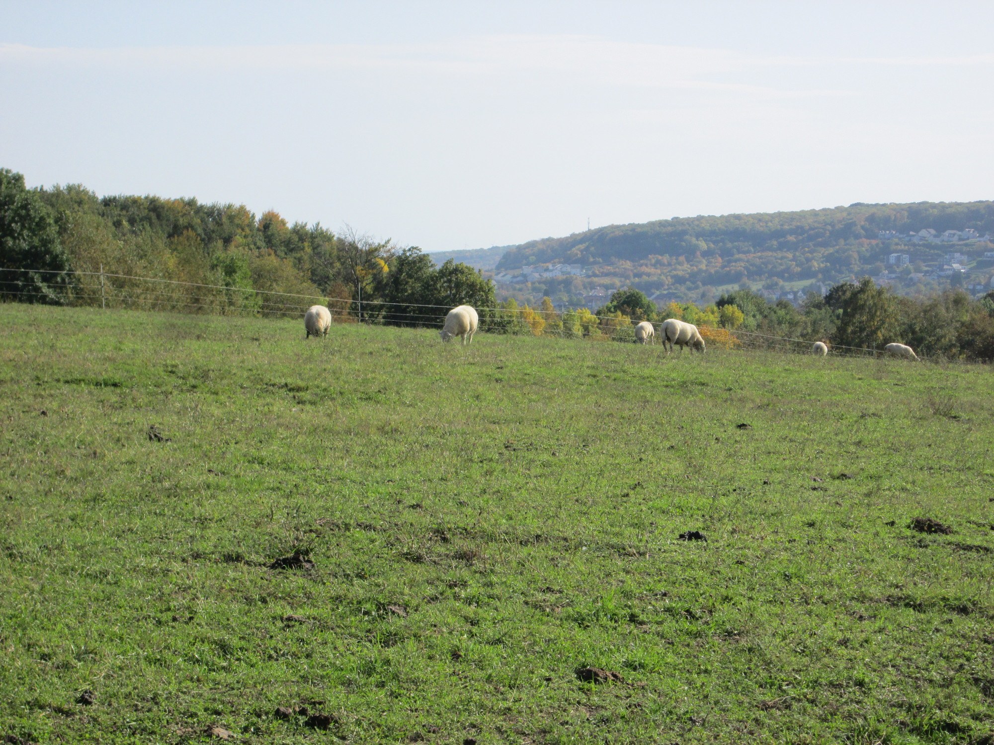Schafe auf einer eingezäunten, grünen Wiese mit Bäumen, Hügeln und einem klaren blauen Himmel im Hintergrund.