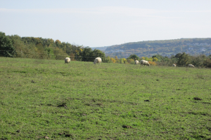 Schafe auf einer eingezäunten, grünen Wiese mit Bäumen, Hügeln und einem klaren blauen Himmel im Hintergrund.