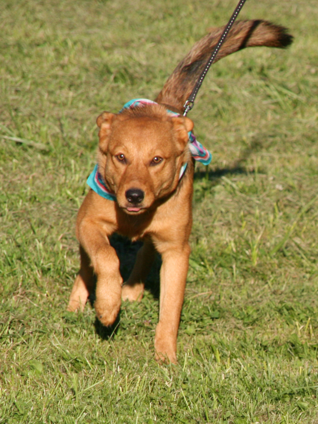Ein Hund läuft auf einem grünen Rasen und trägt ein Hundegeschirr.