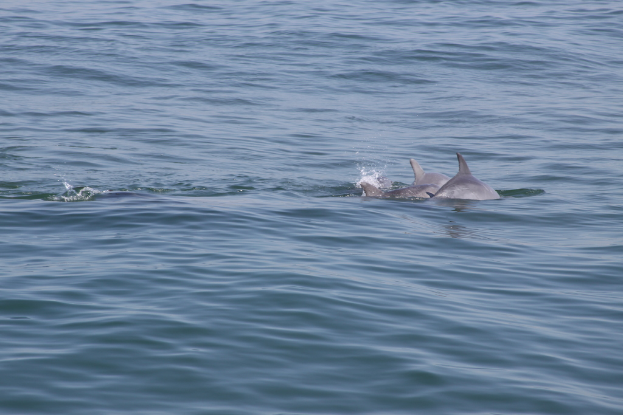 Zwei Haie schwimmen im Wasser.